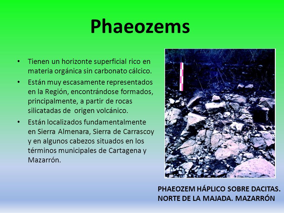 Phaeozems Tienen un horizonte superficial rico en materia orgánica sin carbonato cálcico.