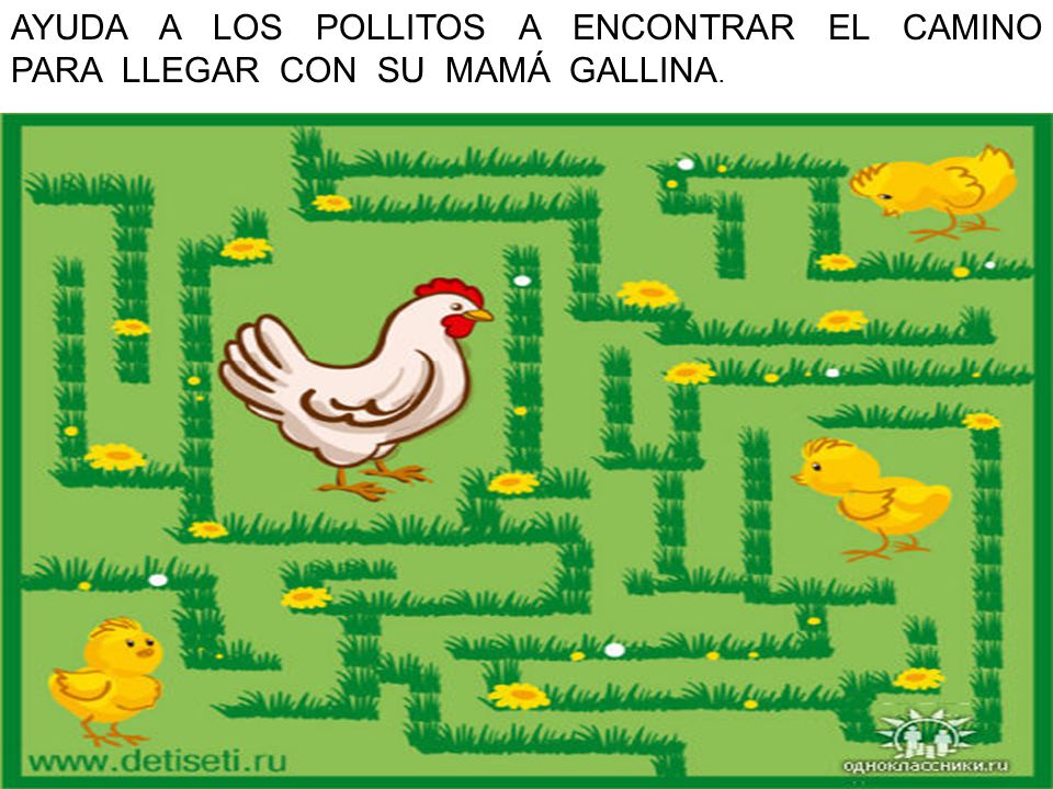 AYUDA A LOS POLLITOS A ENCONTRAR EL CAMINO PARA LLEGAR CON SU MAMÁ GALLINA.