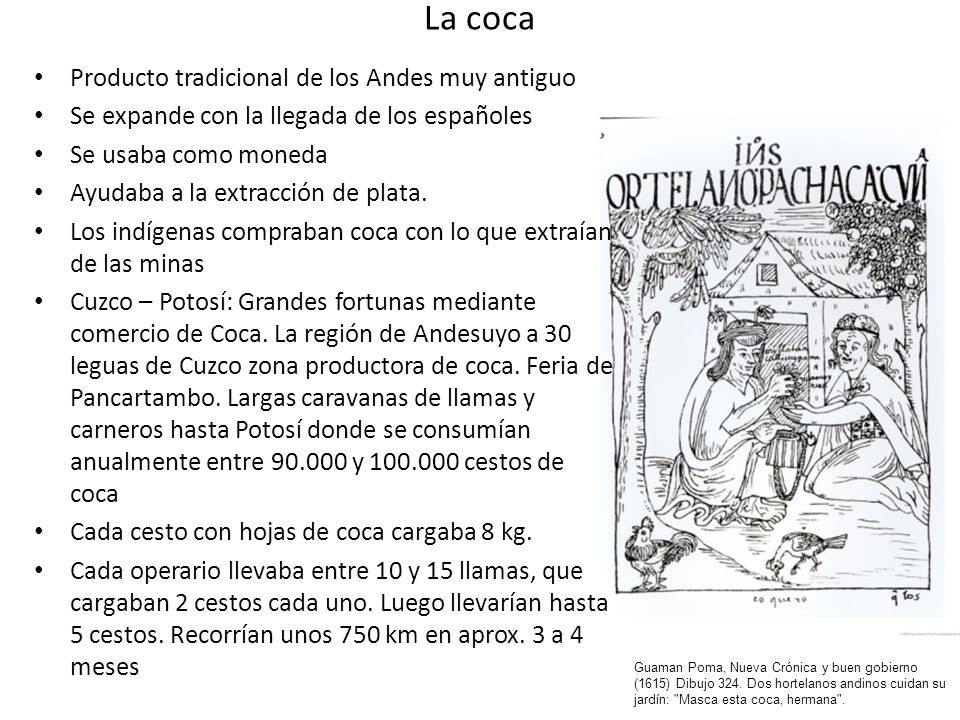 La coca Producto tradicional de los Andes muy antiguo