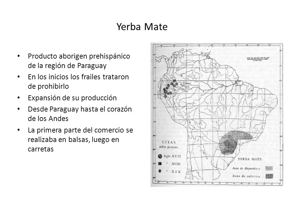 Yerba Mate Producto aborigen prehispánico de la región de Paraguay