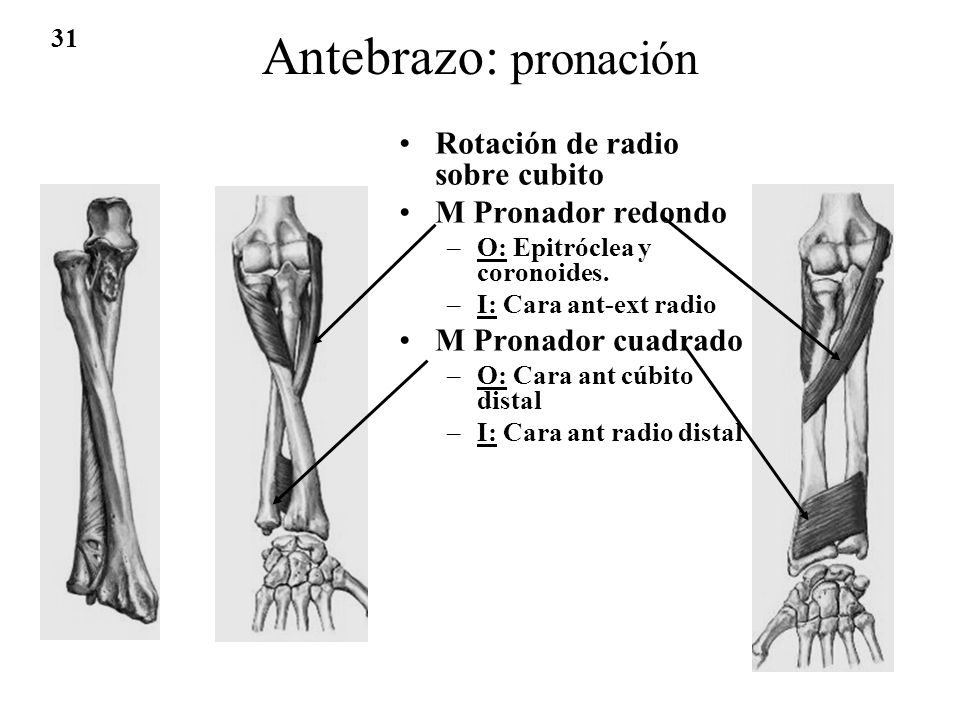 Antebrazo: pronación Rotación de radio sobre cubito M Pronador redondo