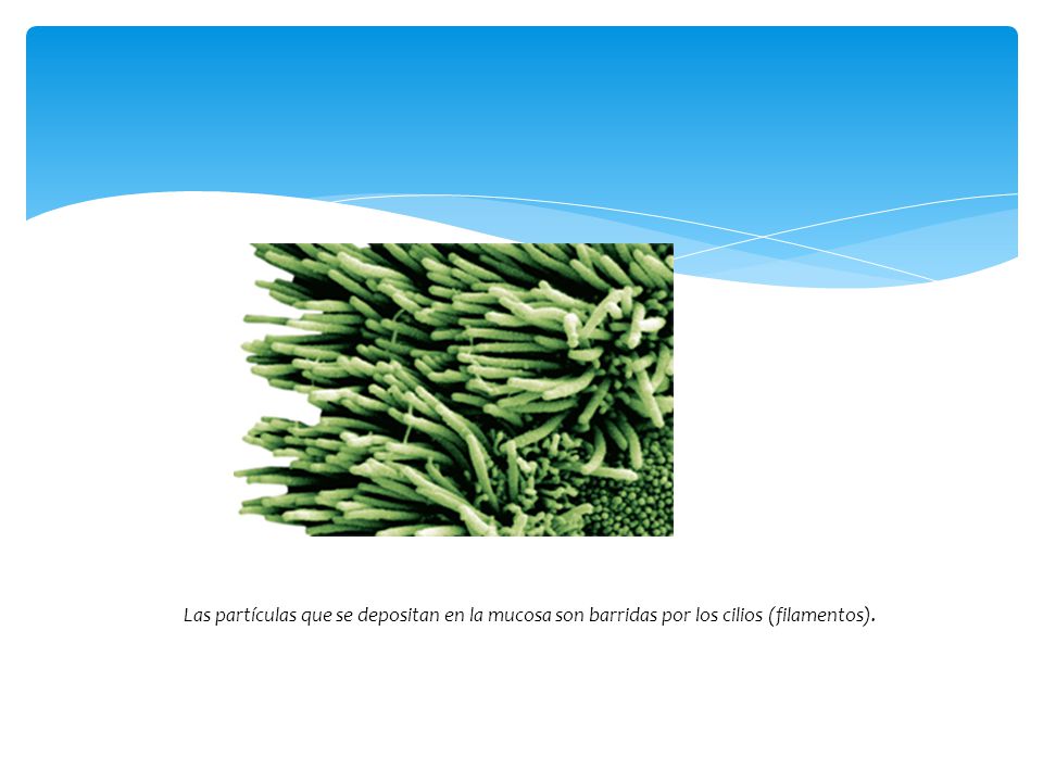 Las partículas que se depositan en la mucosa son barridas por los cilios (filamentos).