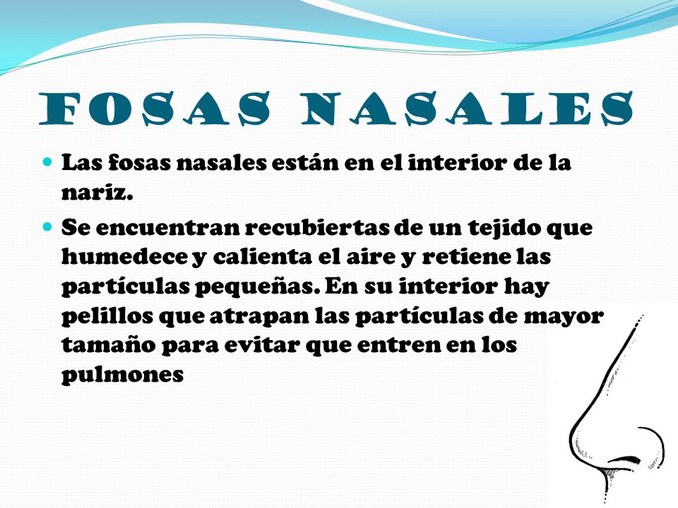 FOSAS NASALES Las fosas nasales están en el interior de la nariz.