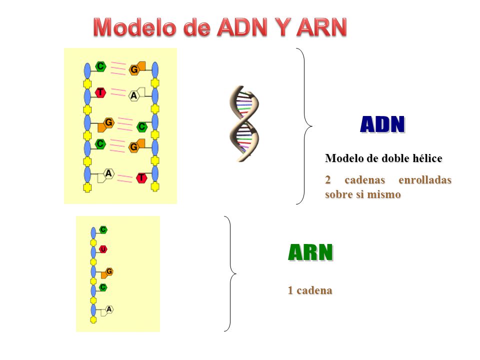 Modelo de ADN Y ARN ADN ARN Modelo de doble hélice
