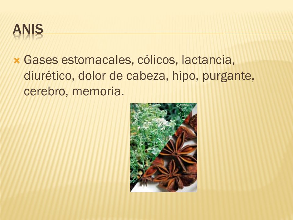 Anis Gases estomacales, cólicos, lactancia, diurético, dolor de cabeza, hipo, purgante, cerebro, memoria.