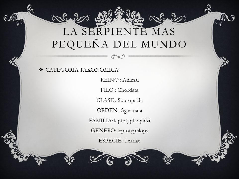 La serpiente mas pequeña del mundo