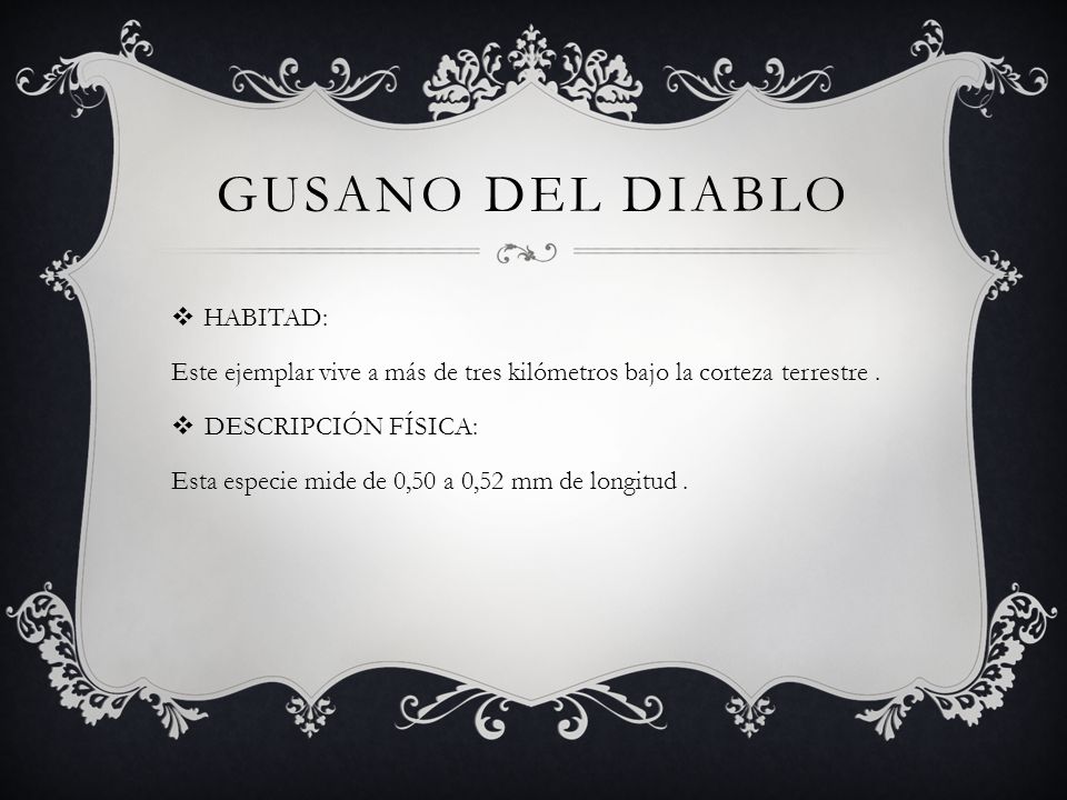 Gusano del diablo HABITAD: