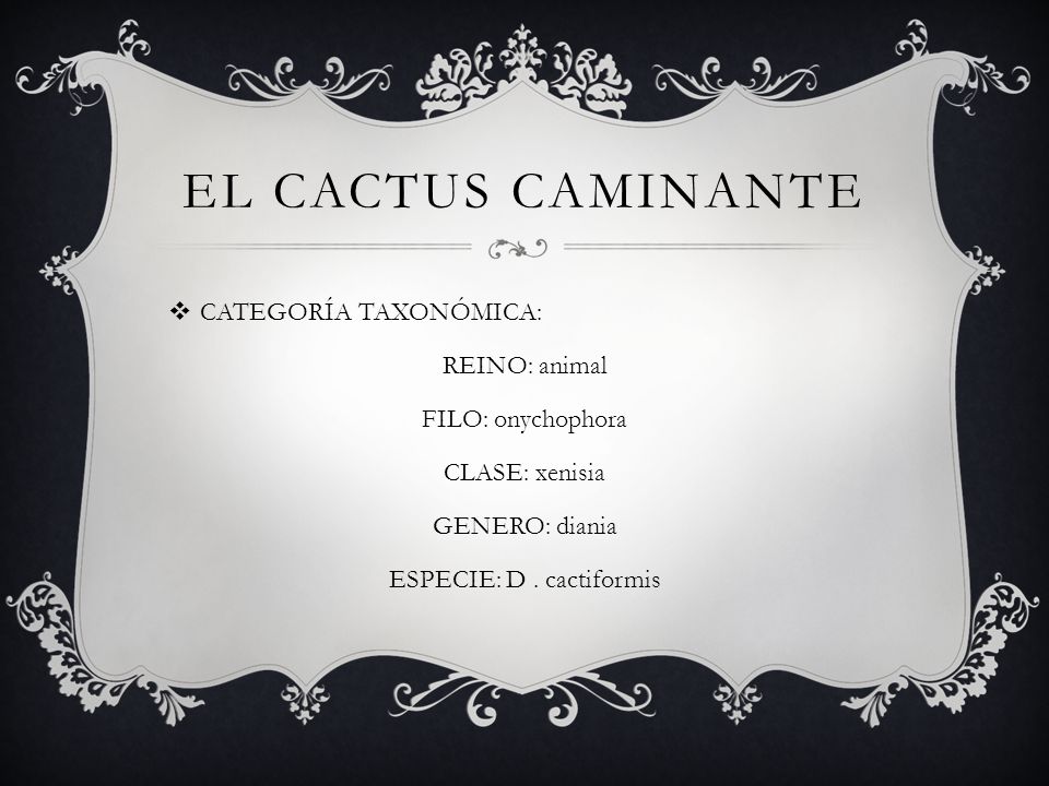 ESPECIE: D . cactiformis