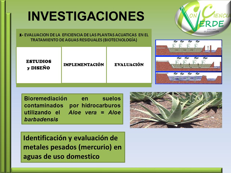 INVESTIGACIONES 1- EVALUACION DE LA EFICIENCIA DE LAS PLANTAS ACUATICAS EN EL TRATAMIENTO DE AGUAS RESIDUALES (BIOTECNOLOGÍA)