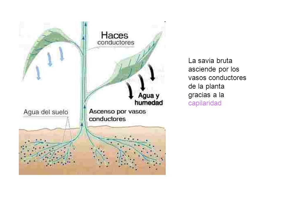 La savia bruta asciende por los vasos conductores de la planta gracias a la capilaridad