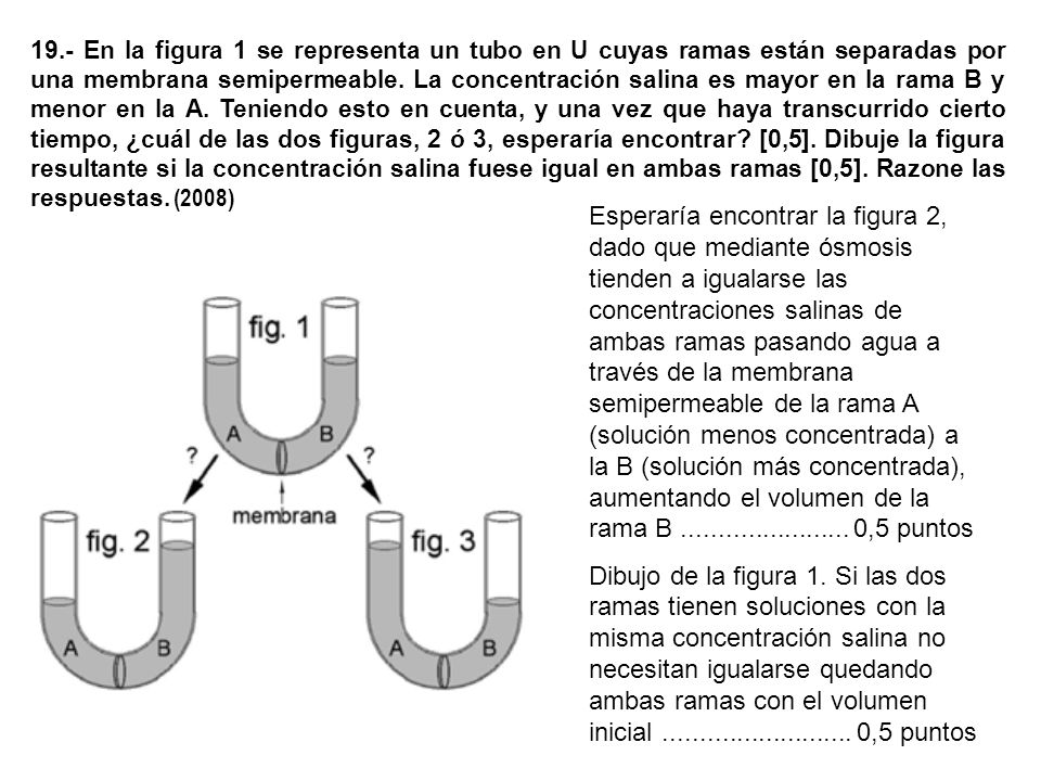 19.- En la figura 1 se representa un tubo en U cuyas ramas están separadas por una membrana semipermeable. La concentración salina es mayor en la rama B y menor en la A. Teniendo esto en cuenta, y una vez que haya transcurrido cierto tiempo, ¿cuál de las dos figuras, 2 ó 3, esperaría encontrar [0,5]. Dibuje la figura resultante si la concentración salina fuese igual en ambas ramas [0,5]. Razone las respuestas. (2008)