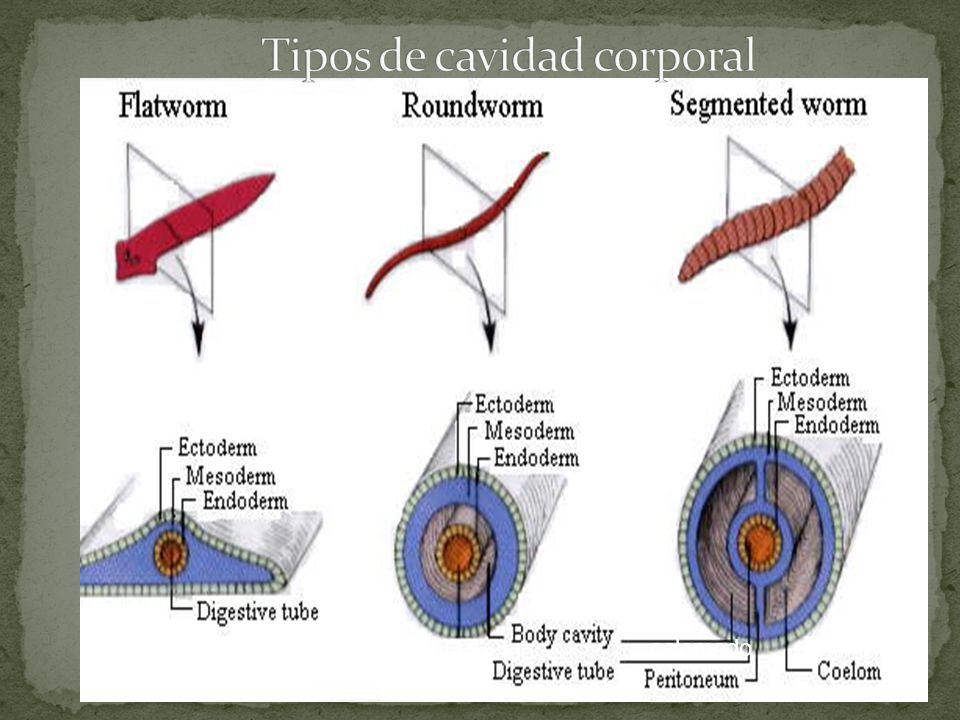 Tipos de cavidad corporal