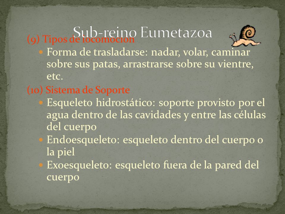 Sub-reino Eumetazoa (9) Tipos de locomoción. Forma de trasladarse: nadar, volar, caminar sobre sus patas, arrastrarse sobre su vientre, etc.