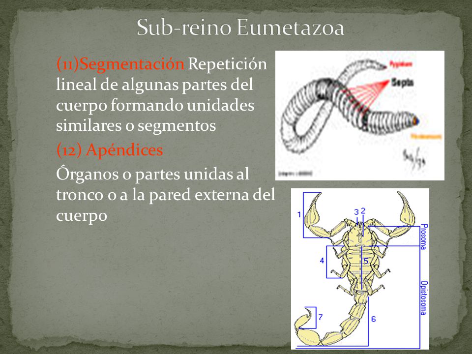 Sub-reino Eumetazoa (11)Segmentación Repetición lineal de algunas partes del cuerpo formando unidades similares o segmentos.