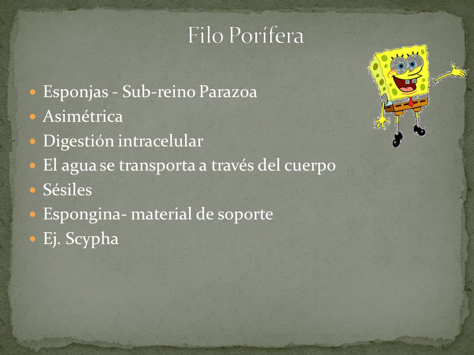 Filo Porífera Esponjas - Sub-reino Parazoa Asimétrica