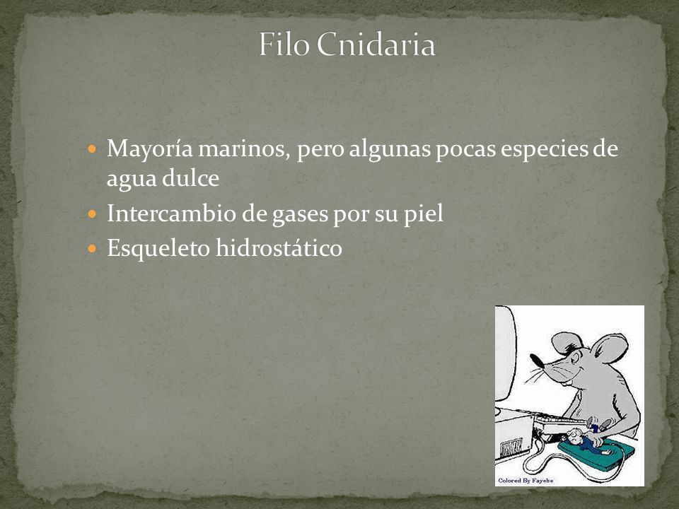 Filo Cnidaria Mayoría marinos, pero algunas pocas especies de agua dulce. Intercambio de gases por su piel.