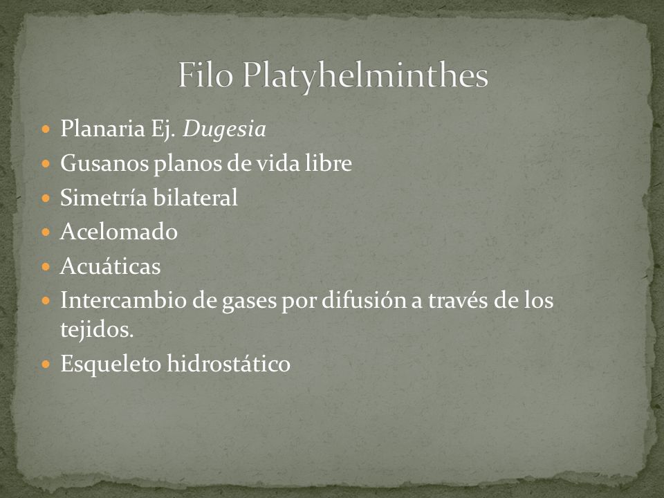 Filo Platyhelminthes Planaria Ej. Dugesia Gusanos planos de vida libre