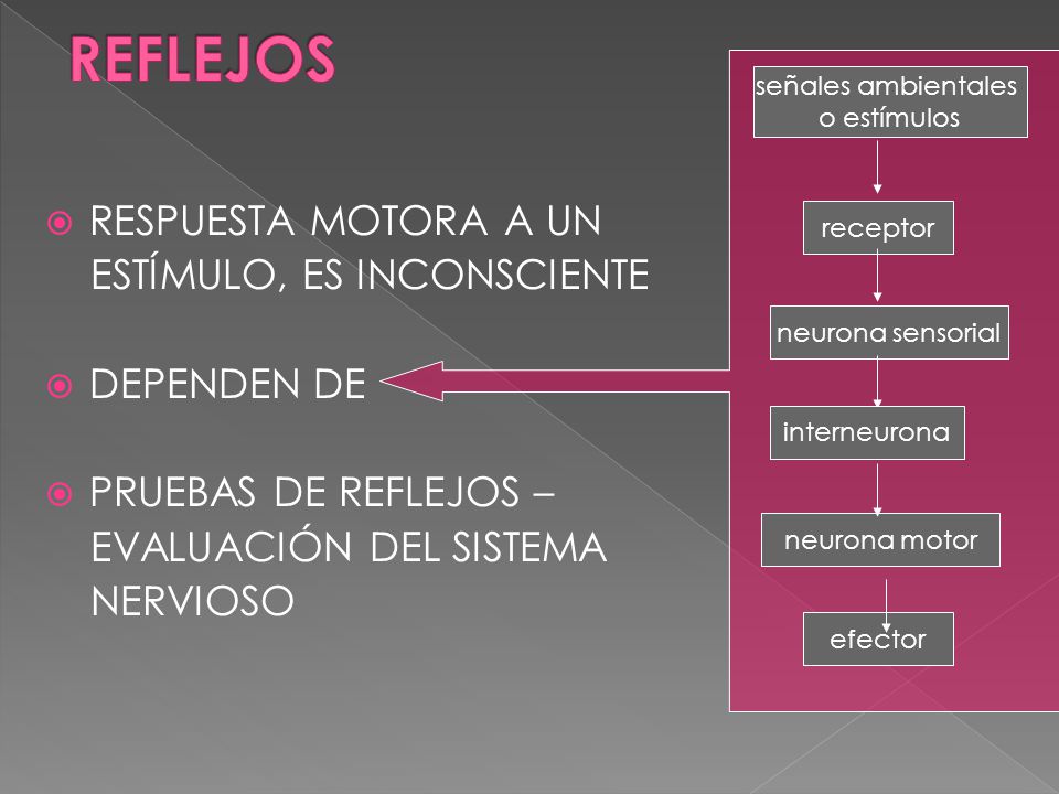 REFLEJOS RESPUESTA MOTORA A UN ESTÍMULO, ES INCONSCIENTE DEPENDEN DE