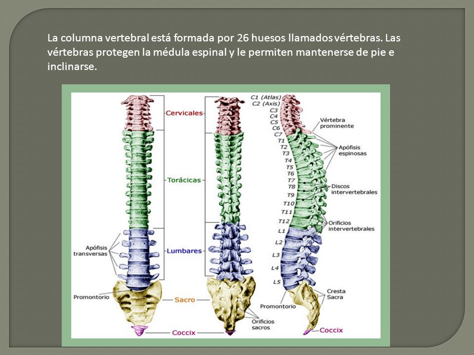 La columna vertebral está formada por 26 huesos llamados vértebras