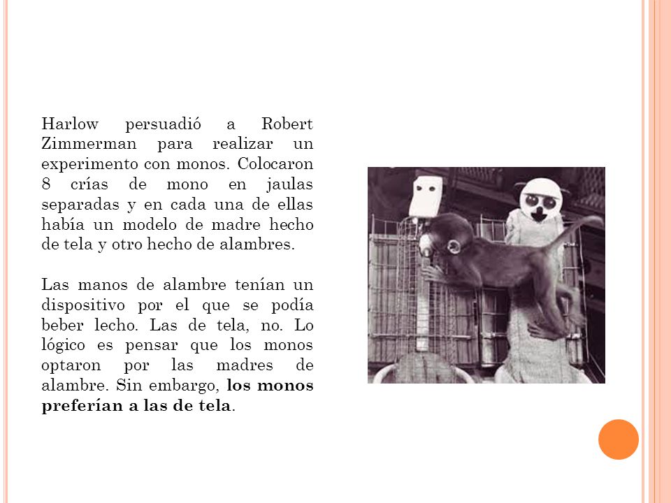 Harlow persuadió a Robert Zimmerman para realizar un experimento con monos. Colocaron 8 crías de mono en jaulas separadas y en cada una de ellas había un modelo de madre hecho de tela y otro hecho de alambres.