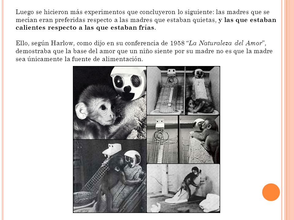 Luego se hicieron más experimentos que concluyeron lo siguiente: las madres que se mecían eran preferidas respecto a las madres que estaban quietas, y las que estaban calientes respecto a las que estaban frías.