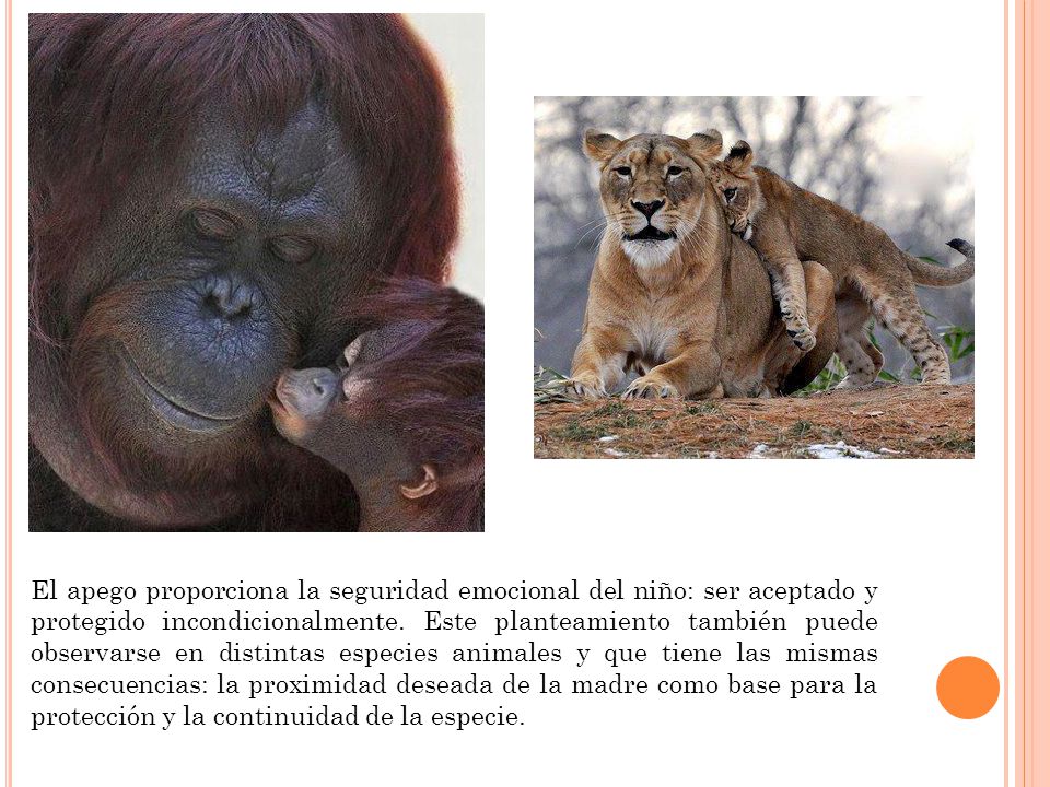 El apego proporciona la seguridad emocional del niño: ser aceptado y protegido incondicionalmente.