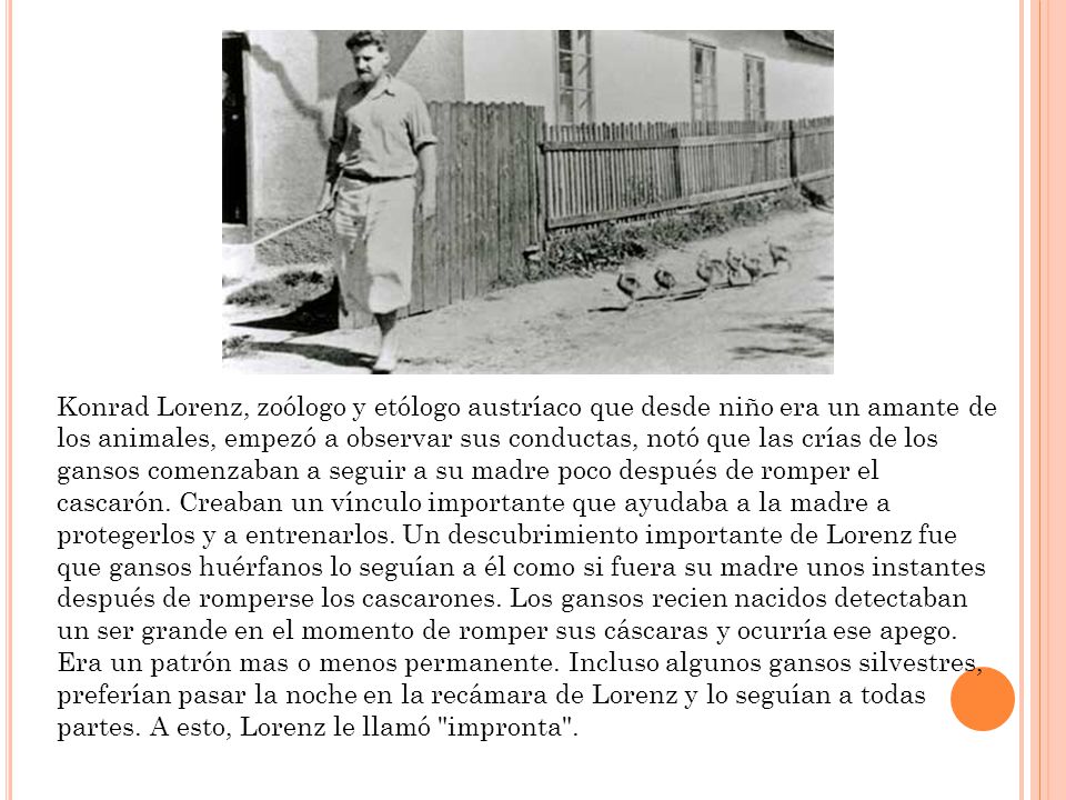 Konrad Lorenz, zoólogo y etólogo austríaco que desde niño era un amante de los animales, empezó a observar sus conductas, notó que las crías de los gansos comenzaban a seguir a su madre poco después de romper el cascarón.