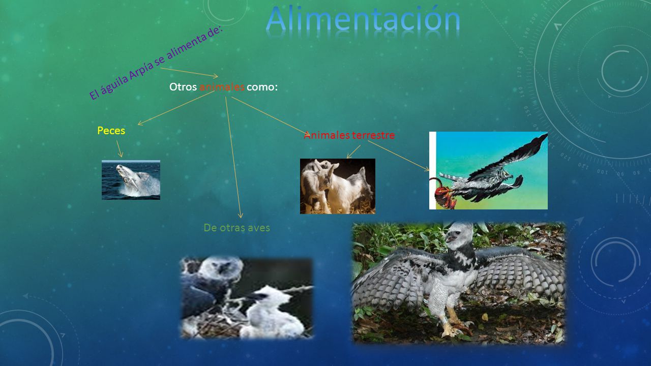 Alimentación El águila Arpía se alimenta de: Otros animales como: