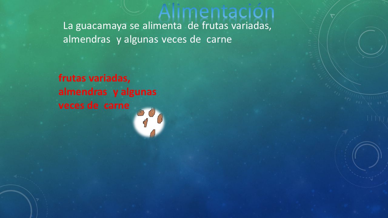Alimentación La guacamaya se alimenta de frutas variadas, almendras y algunas veces de carne.
