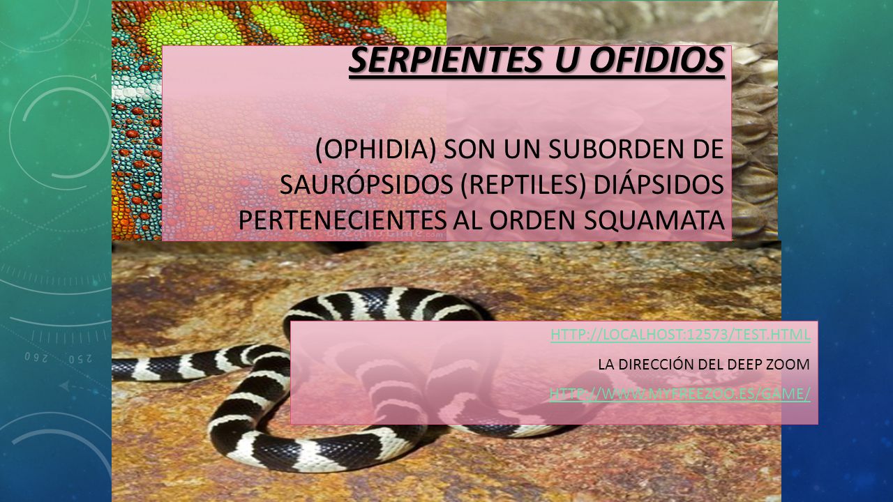 Serpientes u Ofidios (Ophidia) son un suborden de saurópsidos (reptiles) diápsidos pertenecientes al orden Squamata