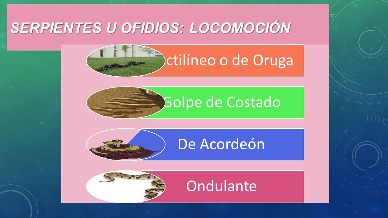 Serpientes u Ofidios: Locomoción