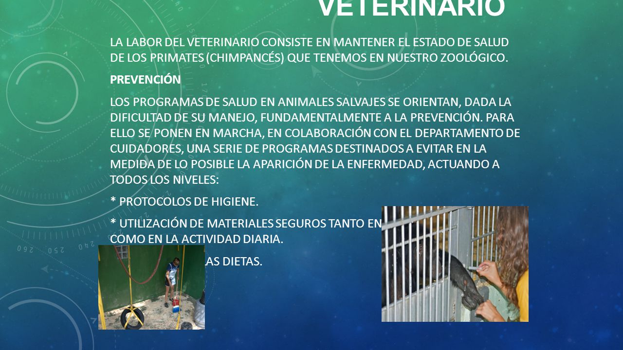 Veterinario La labor del veterinario consiste en mantener el estado de salud de los primates (chimpancés) que tenemos en nuestro zoológico.
