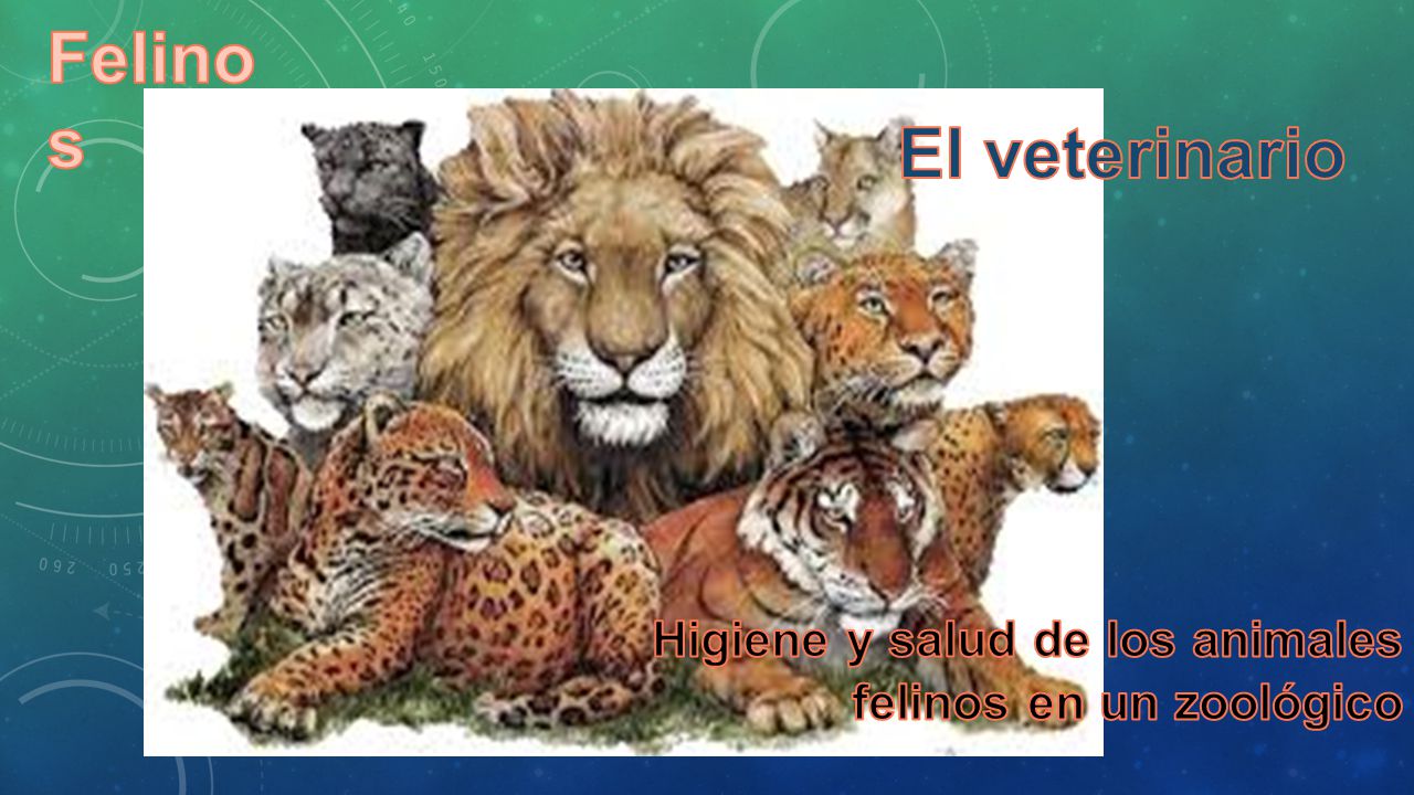 Higiene y salud de los animales felinos en un zoológico