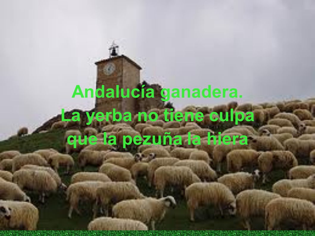 Andalucía ganadera. La yerba no tiene culpa que la pezuña la hiera