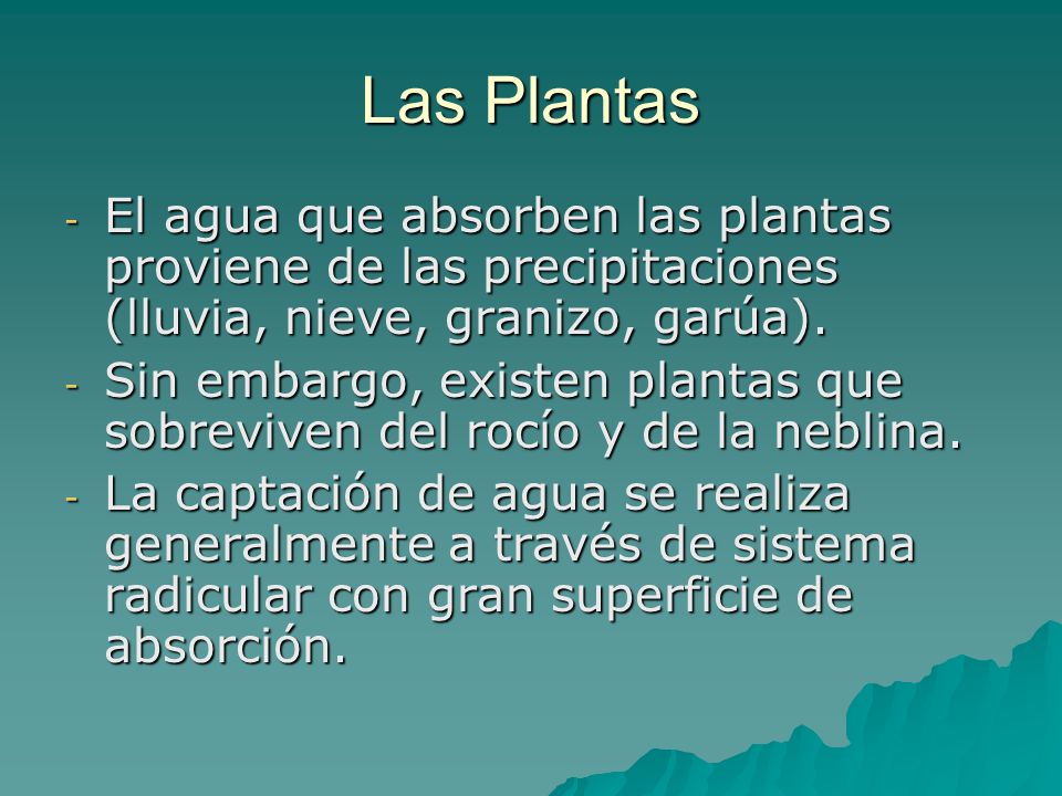 Las Plantas El agua que absorben las plantas proviene de las precipitaciones (lluvia, nieve, granizo, garúa).