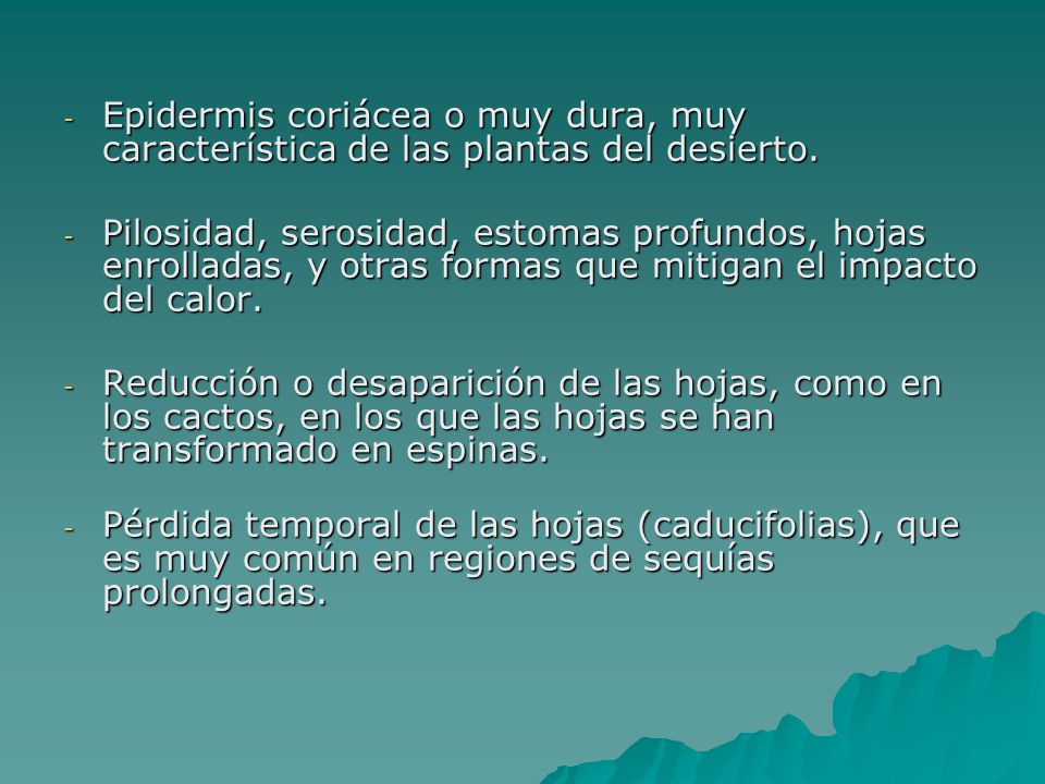 Epidermis coriácea o muy dura, muy característica de las plantas del desierto.