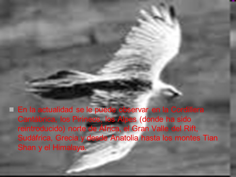 En la actualidad se le puede observar en la Cordillera Cantábrica, los Pirineos, los Alpes (donde ha sido reintroducido) norte de África, el Gran Valle del Rift, Sudáfrica, Grecia y desde Anatolia hasta los montes Tian Shan y el Himalaya.