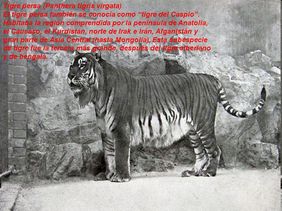 Tigre persa (Panthera tigris virgata) El tigre persa también se conocía como tigre del Caspio .
