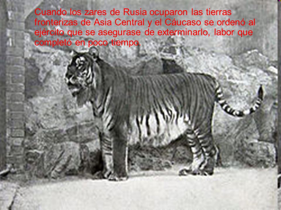 Cuando los zares de Rusia ocuparon las tierras fronterizas de Asia Central y el Cáucaso se ordenó al ejército que se asegurase de exterminarlo, labor que completó en poco tiempo.