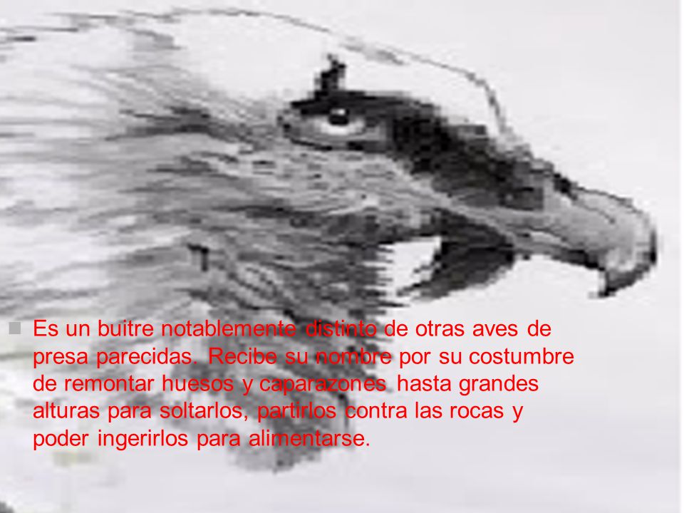 Es un buitre notablemente distinto de otras aves de presa parecidas