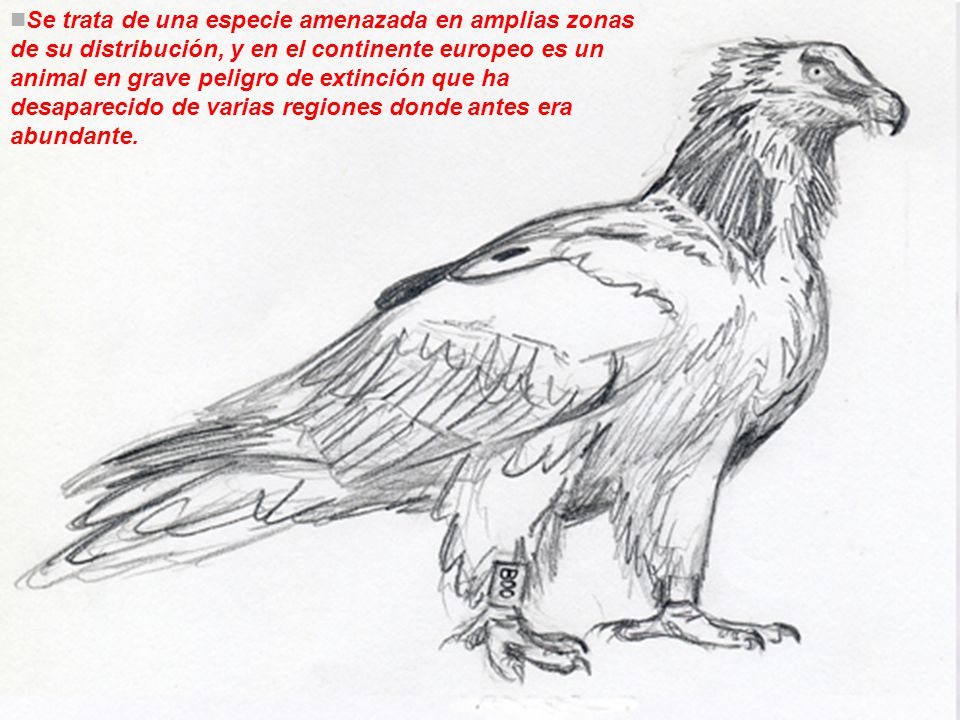 Se trata de una especie amenazada en amplias zonas de su distribución, y en el continente europeo es un animal en grave peligro de extinción que ha desaparecido de varias regiones donde antes era abundante.