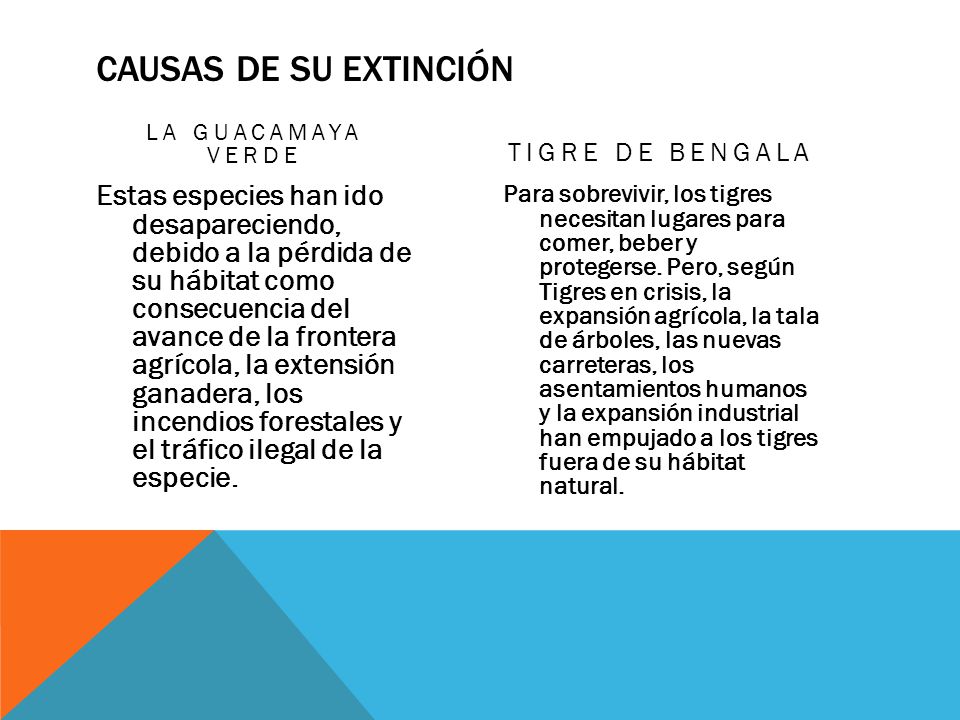 Causas de su extinción La Guacamaya Verde. Tigre de Bengala.