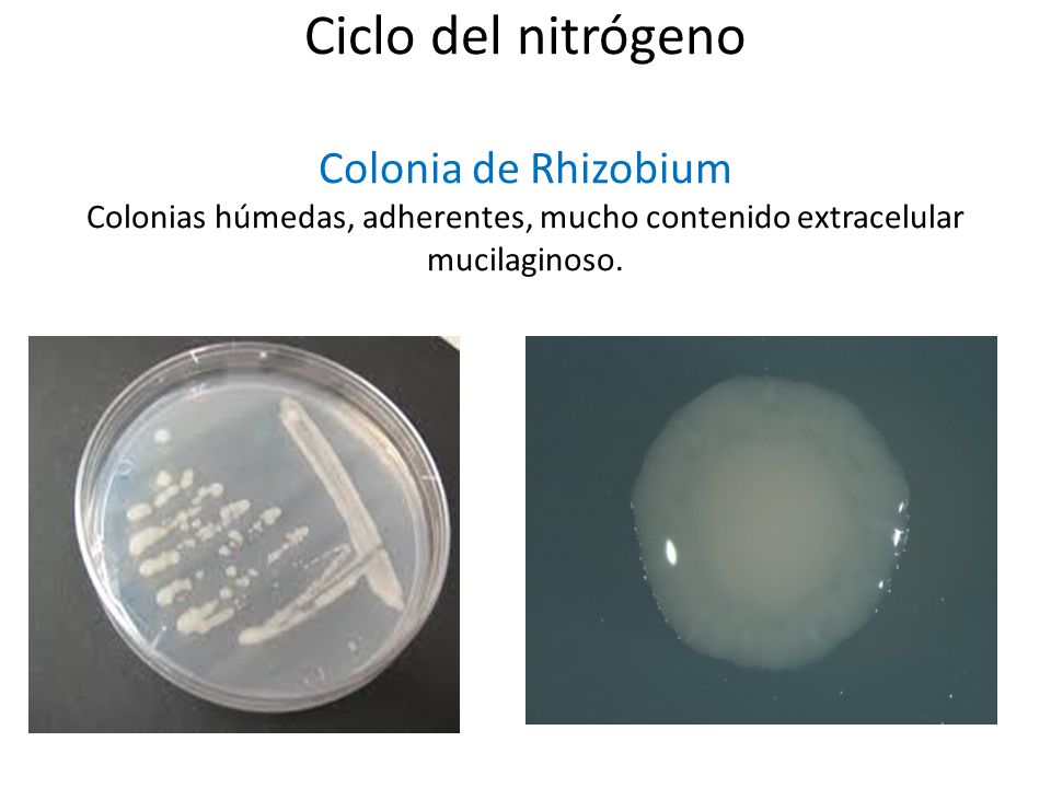 Ciclo del nitrógeno Colonia de Rhizobium Colonias húmedas, adherentes, mucho contenido extracelular mucilaginoso.