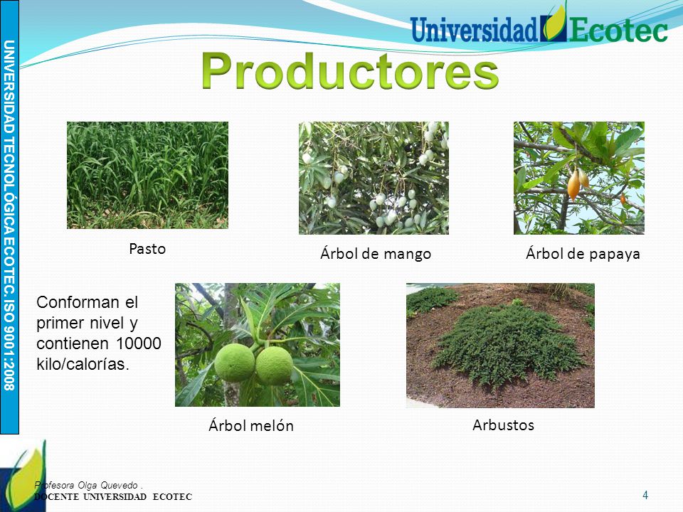 Productores Pasto Árbol de mango Árbol de papaya