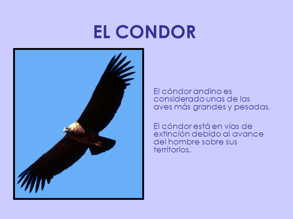 EL CONDOR El cóndor andino es considerado unas de las aves más grandes y pesadas.