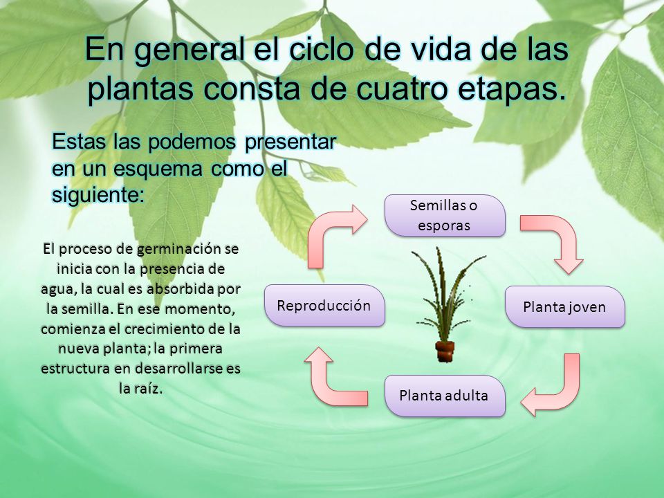 En general el ciclo de vida de las plantas consta de cuatro etapas.