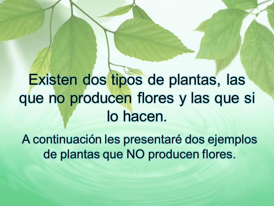 Existen dos tipos de plantas, las que no producen flores y las que si lo hacen.