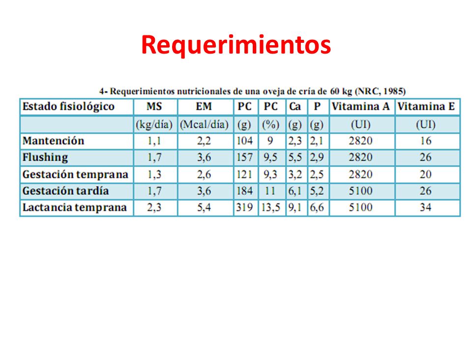 Dieta de mantenimiento para ovinos