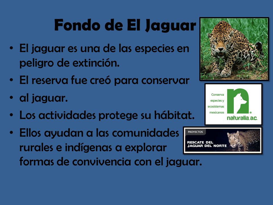 Fondo de El Jaguar El jaguar es una de las especies en peligro de extinción. El reserva fue creó para conservar.