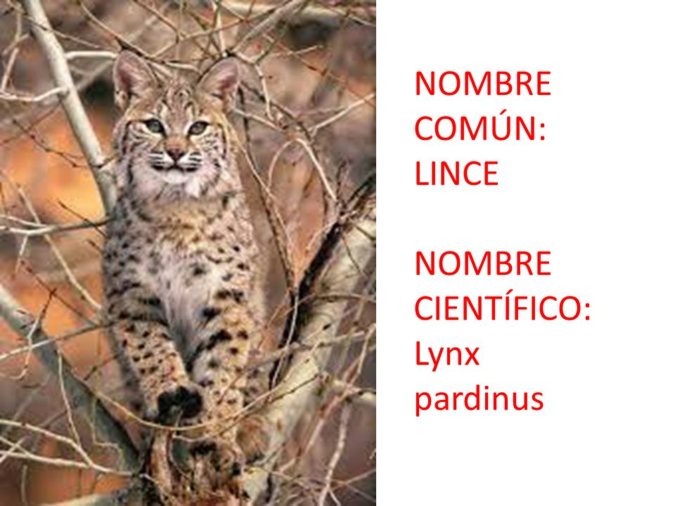 NOMBRE COMÚN: LINCE NOMBRE CIENTÍFICO: Lynx pardinus